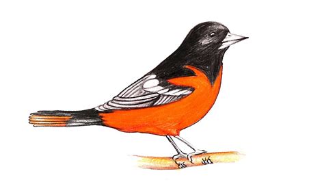 How To Draw A Baltimore Oriole East For Beginners Easy Bird