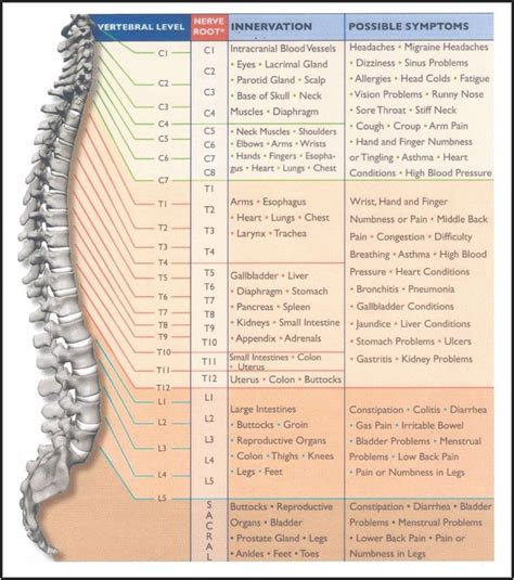 Cervical Spinal Nerve Chart