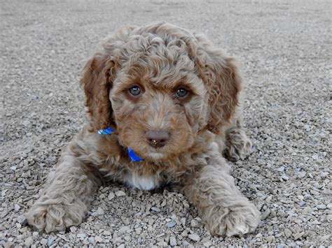 Labradoodles Of Montana Labradoodle Australian Labradoodle Furry Friend