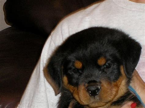 Rottweiler Breed Standards - Images of German Rottweilers