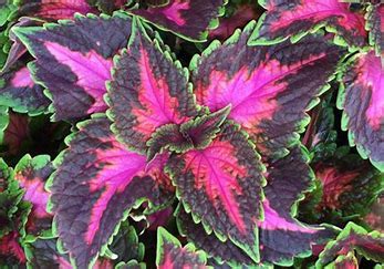 Coleus Main Street Th Avenue Scgardencenterstore