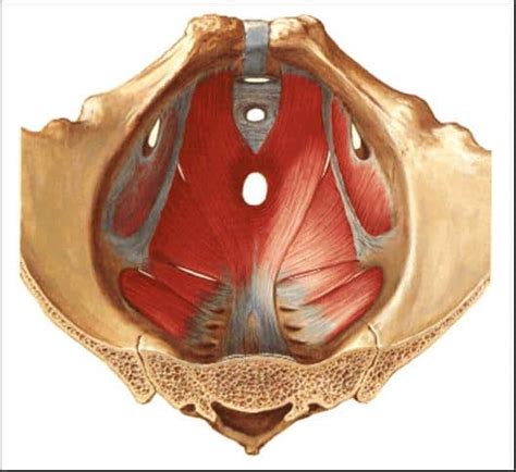 Pavimento Pelvico Cos Questo Sconosciuto Viole Di Marzo