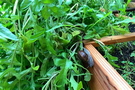 How to Identify and Manage 15 Common Arugula Pests