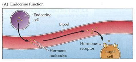 19 Hormones Et Communication Endocrine Karteikarten Quizlet