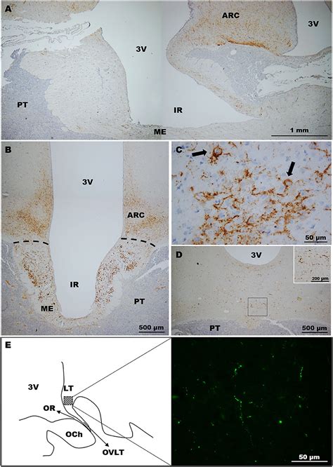 Frontiers Distribution Of Gnrh And Kisspeptin Immunoreactivity In The