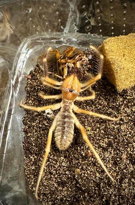 Galeodes Granti Camel Spider Sub Adult Adult Bugnut Limited