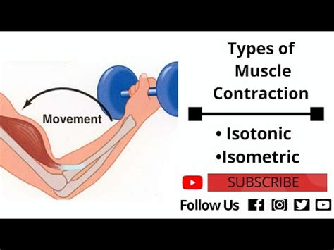 Types Of Muscle Contraction Isotonic Contraction Isometric