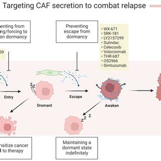 Strategies To Fight Cancer Recurrence Targeting Dormant Cancer Cells