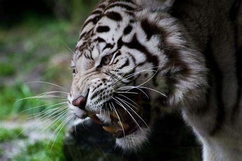 White tiger face wallpaper | animals | Wallpaper Better