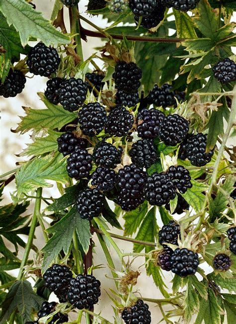 Rubus fruticosus ´Thornless Oregon´ , Ostružina beztŕňová, K9