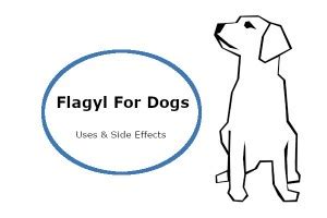 Flagyl for dogs: Uses, Dosage & Side Effects | PetButty