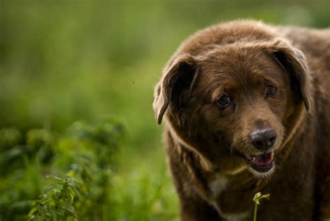 Bobi Es El Perro M S Longevo Del Mundo R Cord Guiness