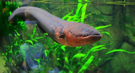 30 Electric Eel Facts You Have To Know - Facts.net