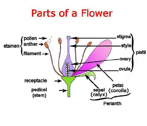 Male And Female Flower Parts : PPT - Reproduction in Flowering Plants ...