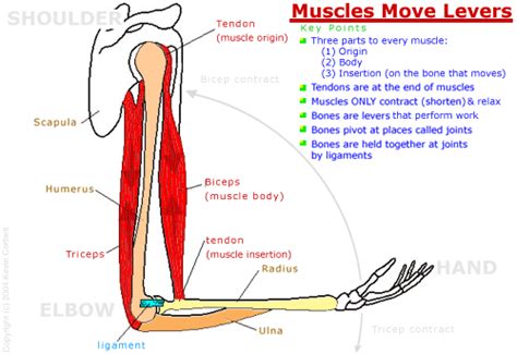 Elbow Muscles Diagram