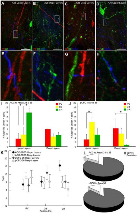 Parallel Prefrontal Pathways Reach Distinct Excitatory And Inhibitory