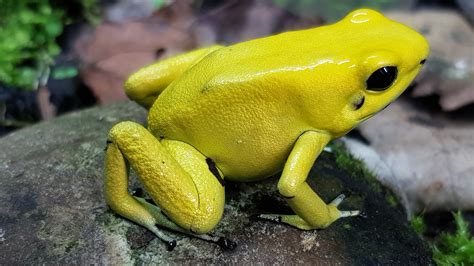 Phyllobates terribilis growing fast | Dendroboard