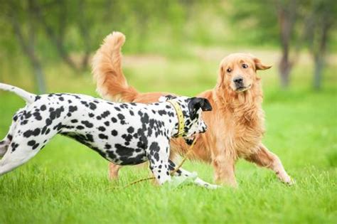 Golden Retriever Dalmatian Mix | Our Fit Pets