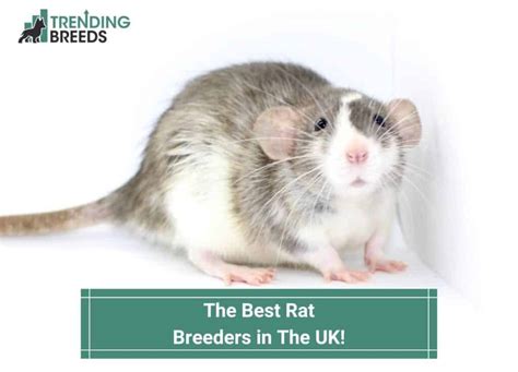 The 4 Best Rat Breeders in The UK! (2024)