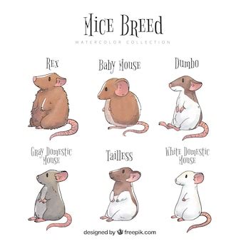 Pack of eight mice breeds | Free Vector