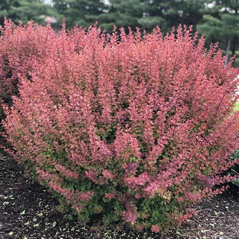 Berberis SUNJOY Tangelo - Buy Barberry Shrubs Online