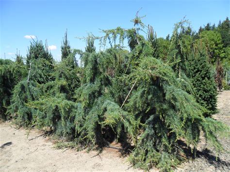 Cedrus Libani Blue Angel Cedar Of Lebanon Conifer Kingdom