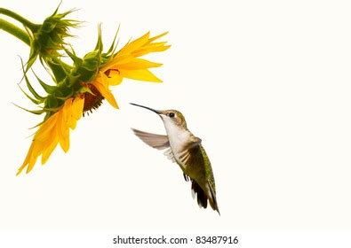 Hummingbird Sunflower Photos and Images | Shutterstock