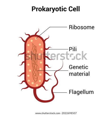 Prokaryotic Cell Structure Diagram Vector Stock Vector Royalty Free