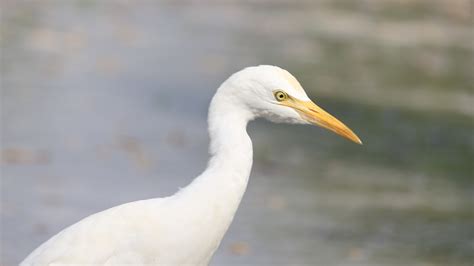 Great Egret Nature - Free photo on Pixabay - Pixabay