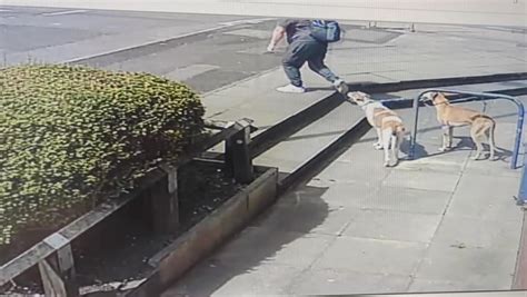 Heartless Moment Man Ties Up And Abandons Dogs As Search Launched For