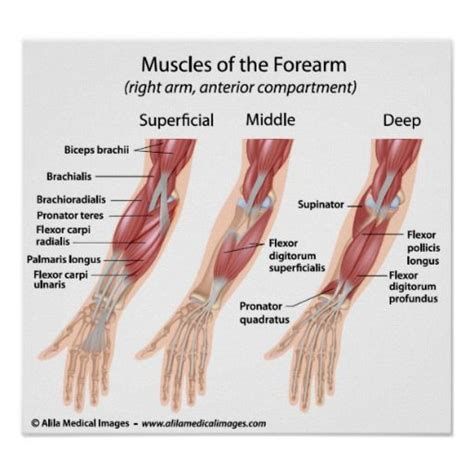 Flexormusclesoftheforearmmodels Anterior Muscle Compartment Of