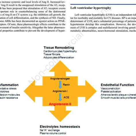 Pleiotropic Effects Of Angiotensin Ii Angiotensin Ii Plays A Key Role