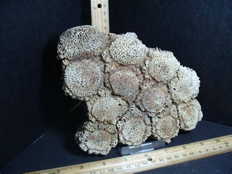 Fossil Glyptodon Shell Scute Plate (012823x) - The Stones & Bones ...