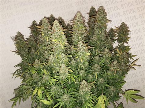 Growers Are Debating The Best Way To Harvest Acacia Cannabis - RYZE Superfoods