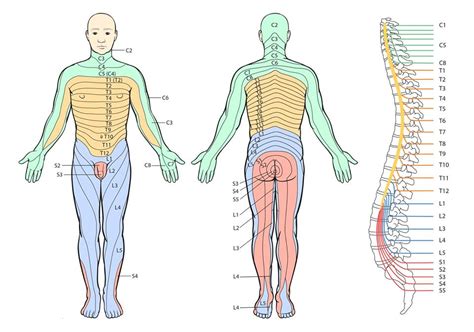 Dermatomas Y Miotomas Medspine Es