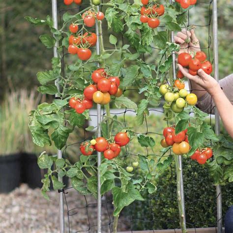 Pinching out Tomato Plants - Pruning Side Shoots