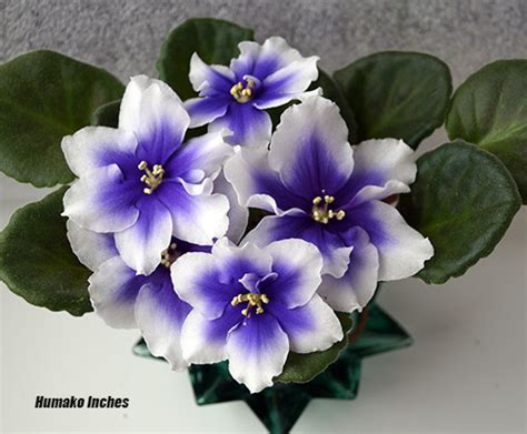 Фиалка Humako Inches