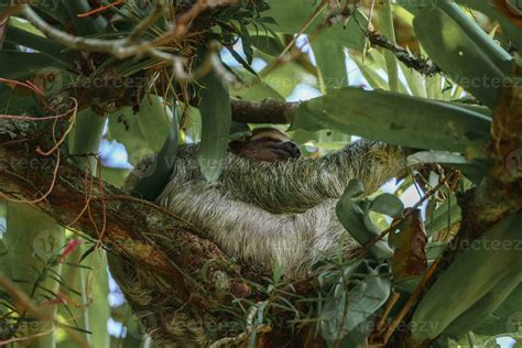 Cute Sloth Hanging On Tree Branch Perfect Portrait Of Wild Animal In