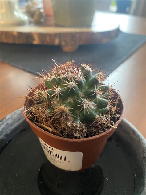 Whats This Cactus R Whatsthisplant