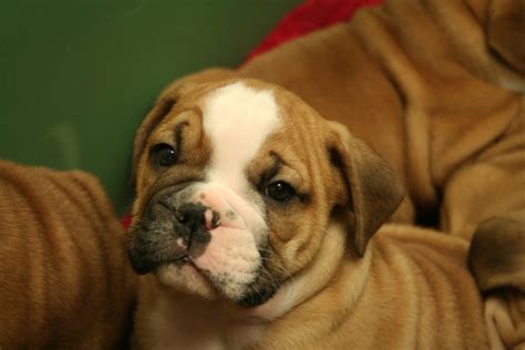 Bull Dog Puppy Renforth Veterinary Clinic