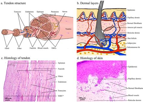 rebuilding tendons  concise review   potential  dermal fibroblasts