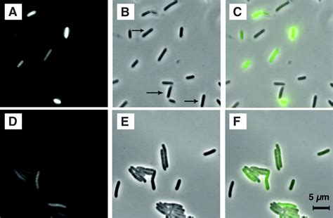 Paenibacillus Polymyxa Invades Plant Roots And Forms Biofilms Applied