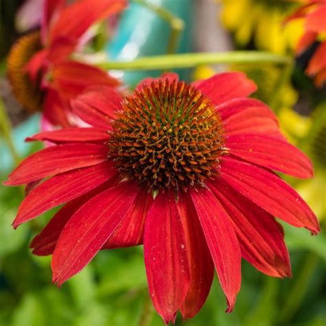 Sombrero® Salsa Red Echinacea Perennials Companion Planting Plants