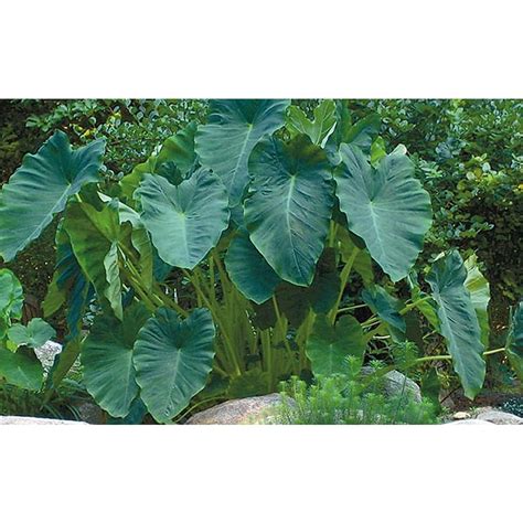 Shop Count Mammoth Elephant Ear Bulbs Lb At Lowes