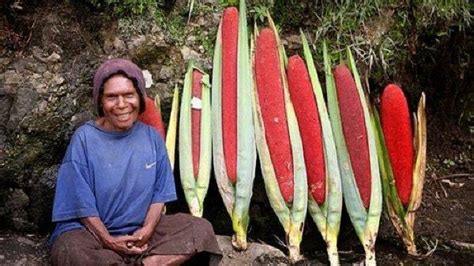 Khasiat Dan Manfaat Buah Merah Dari Papua Tribun Papua