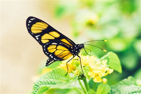 Significado Borboleta Preta E Amarela