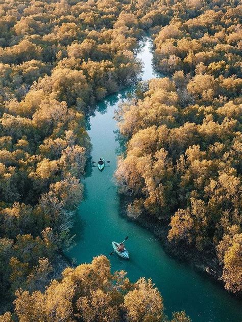 Uae National Day 2020 How Abu Dhabis Mangrove Forests Become Part Of