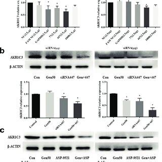 Molecular Docking Models Of Genistein With AKR1C3 And AKR1C3 Inhibitors