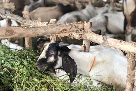 Jelang Idul Adha Babel Pastikan Stok Hewan Kurban Cukup Wahana News