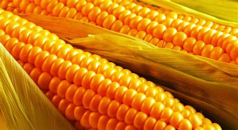 Семена кукурузы сорт “ДБ Лада” | AgroTimes.by